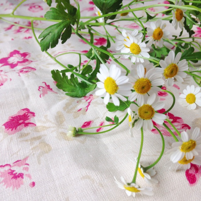 White daisies on pink floral